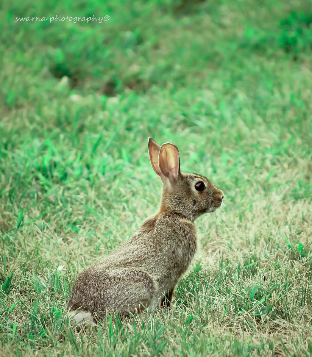 Bald kommt der Osterhase!
