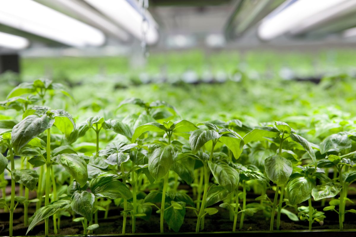 Plant Cube: your own greenhouse at home