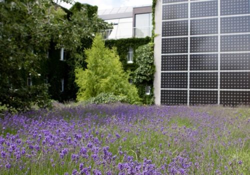 Lavendel  hoch Photovoltaik Stadthalle Wien